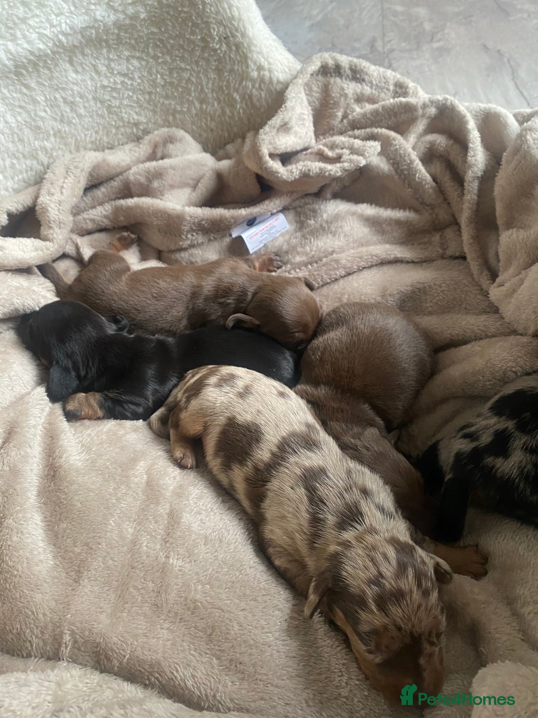 Dachshund dogs for sale: Minture dashund - Image 11