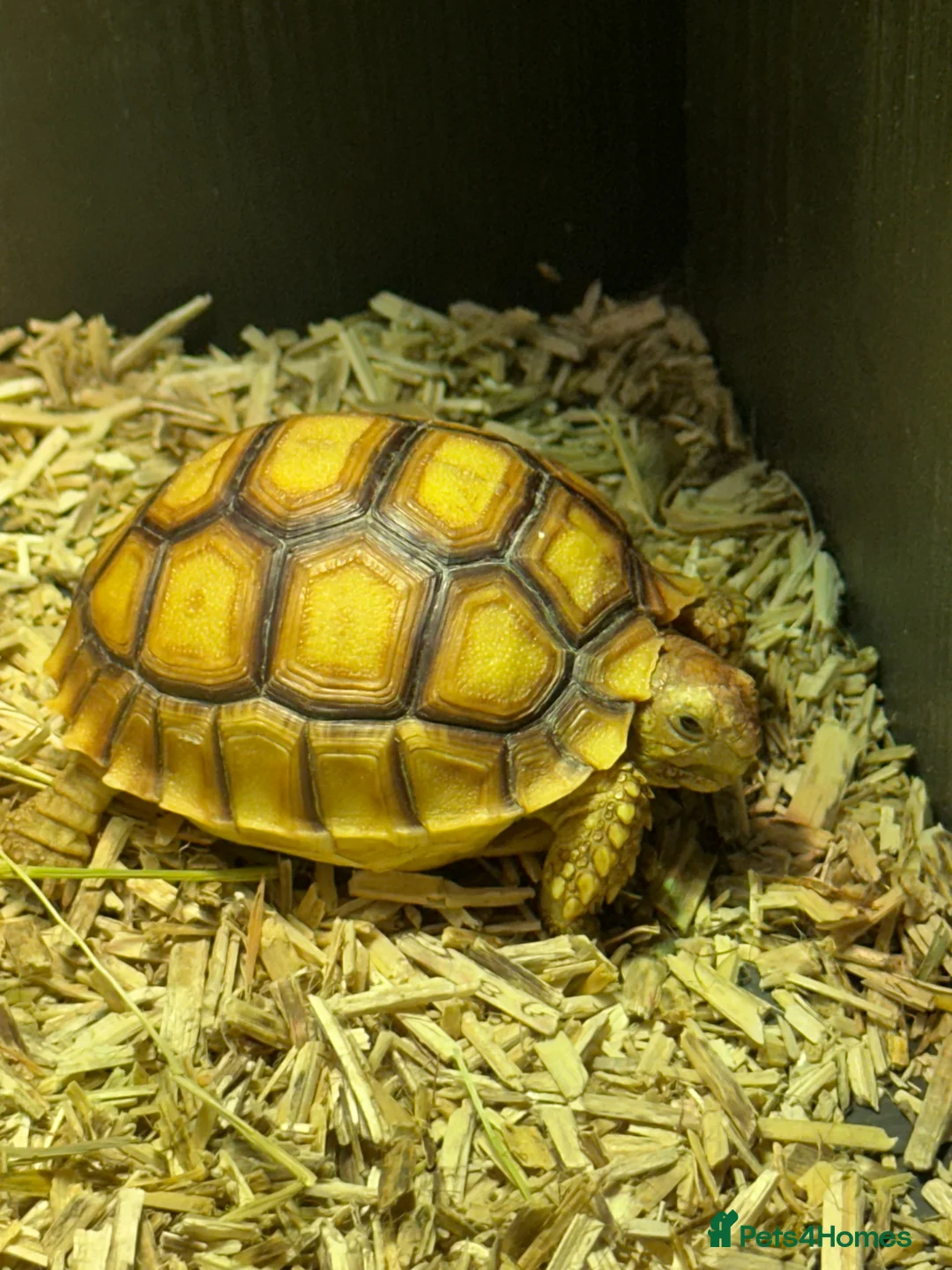 Tortoise reptiles for sale: Sulcata tortoise  - Advert 4
