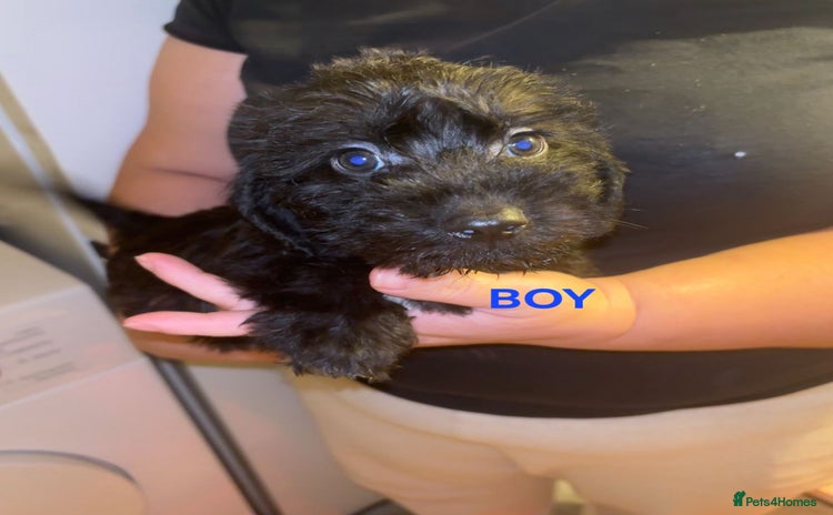 Jackapoo dogs Jackpoos - Advert 9