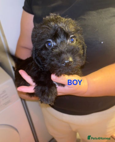 Jackapoo dogs Jackpoos - Advert 9