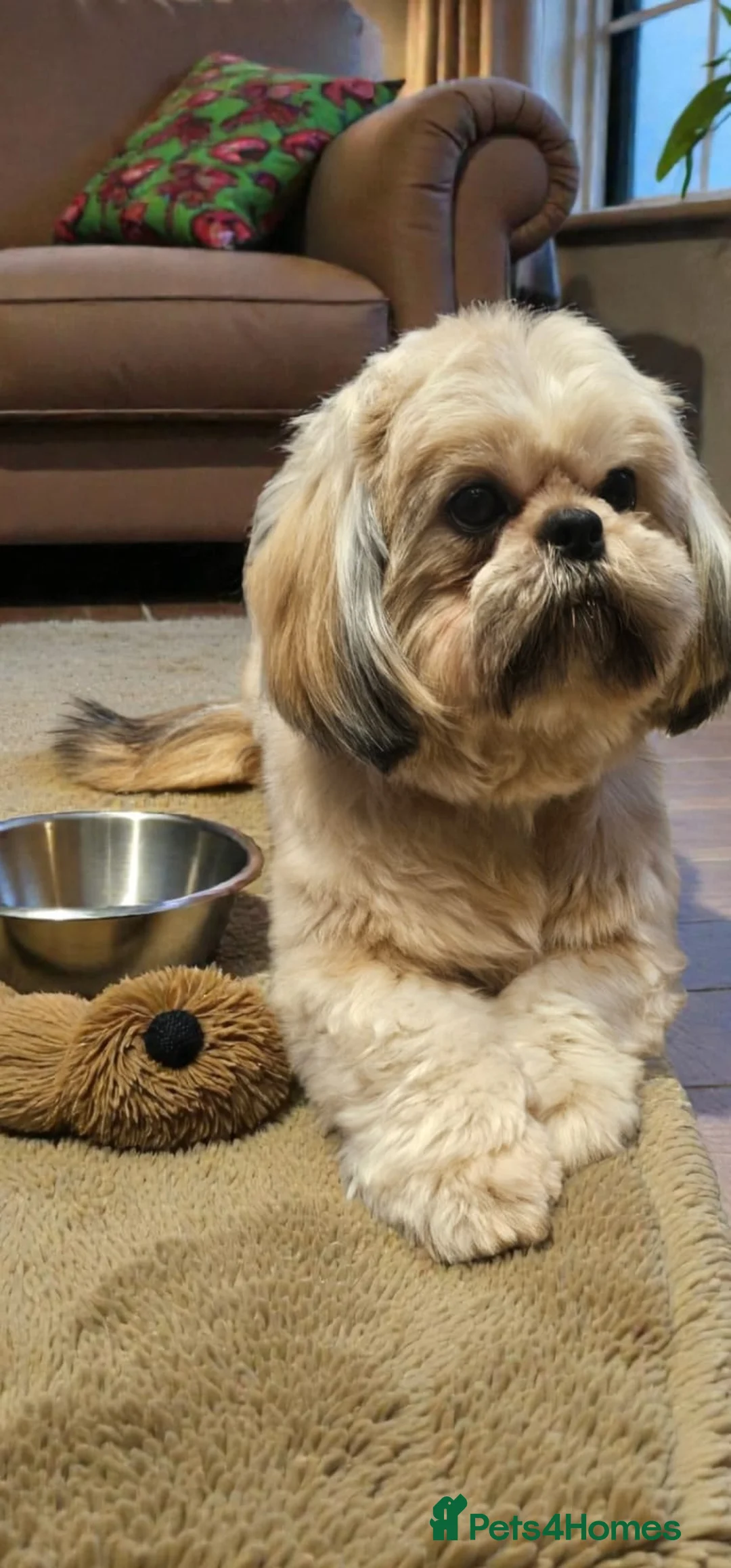 Shih Tzu dogs for sale: 💞TOP QUALITY 💞ADULT SHIH TZU 💞 - Advert 5