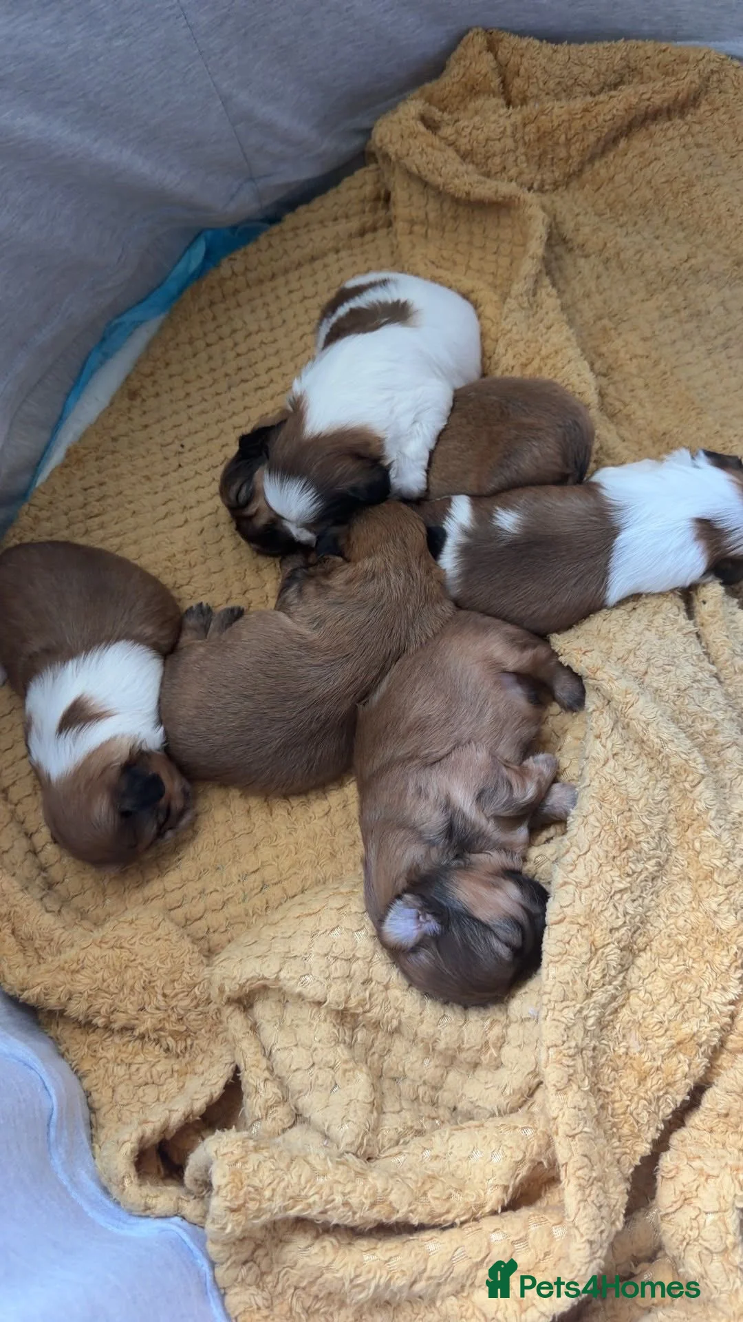Shih Tzu dogs for sale: Shih tzu puppies in Glasgow - Advert 1