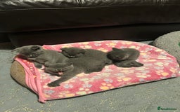 British Shorthair cats for sale: British Shorthair  - Image 4