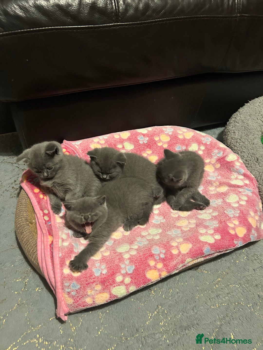British Shorthair cats for sale: British Shorthair  - Image 4
