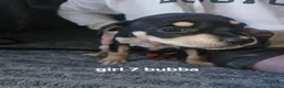 Mixed Breed dogs for sale: Saluki bull - Advert 8