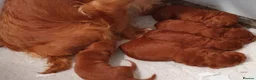 Cockapoo dogs for sale: F1 Toy Cockapoo Puppies Fully Health Tested - Advert 29
