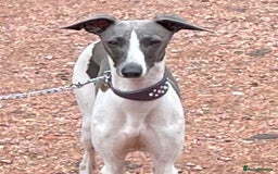 Italian Greyhound dogs for sale: 7/8 Italian Greyhound, 1/8 Whippet Puppies Due - Image 3