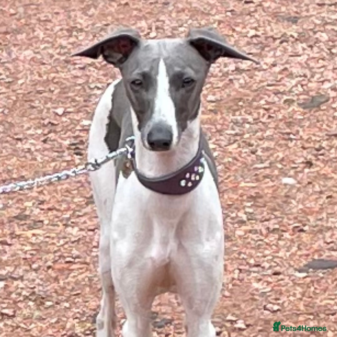 Italian Greyhound dogs for sale: 7/8 Italian Greyhound, 1/8 Whippet Puppies Due - Image 3