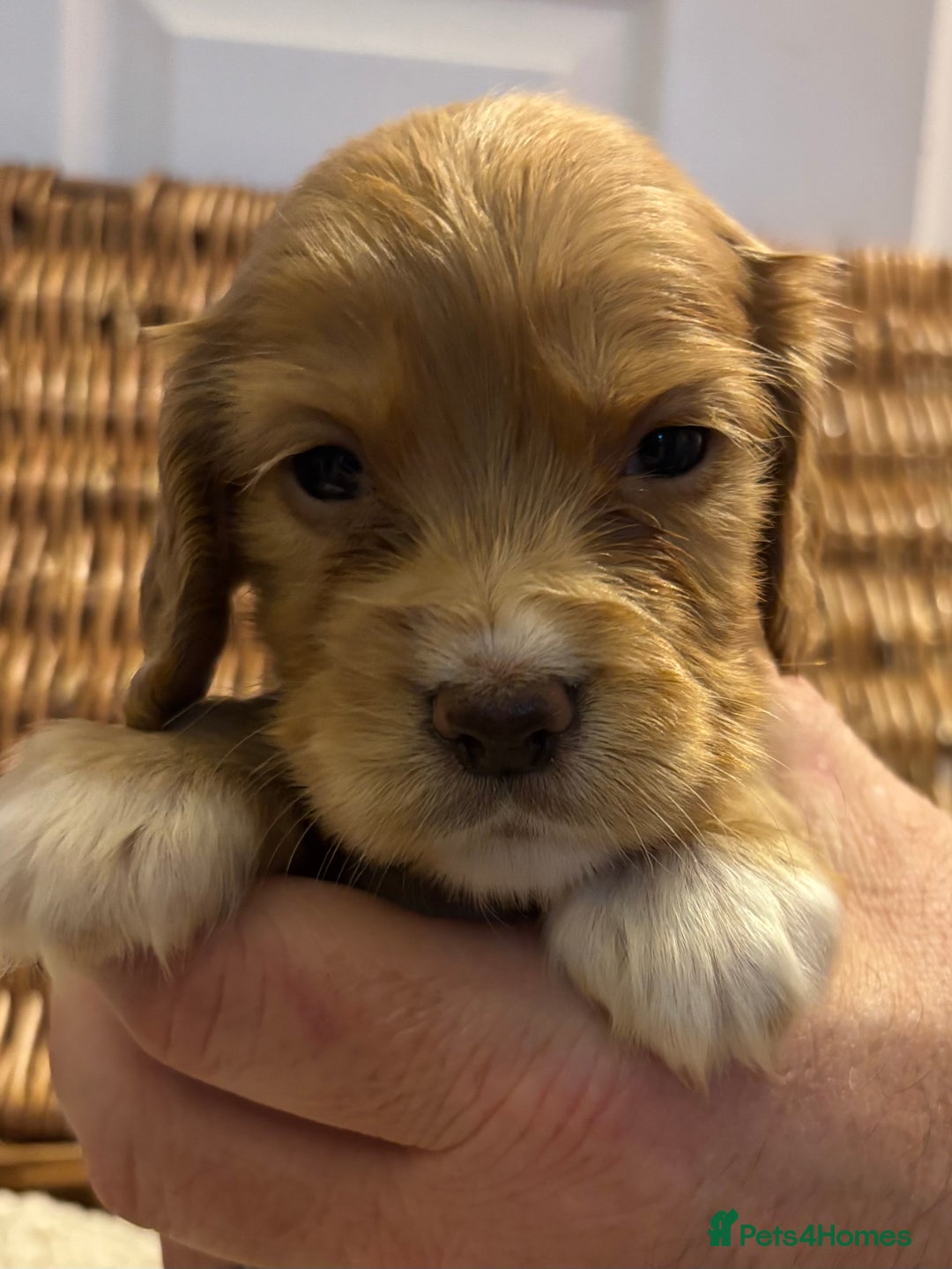 Cocker Spaniel dogs for sale: Working Cocker Spaniel Puppies - Advert 8