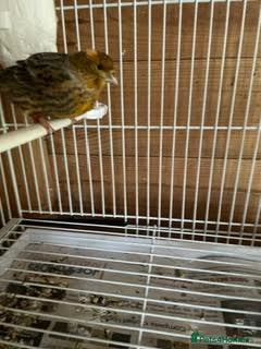 Canaries birds for sale: Canaries  - Advert 6