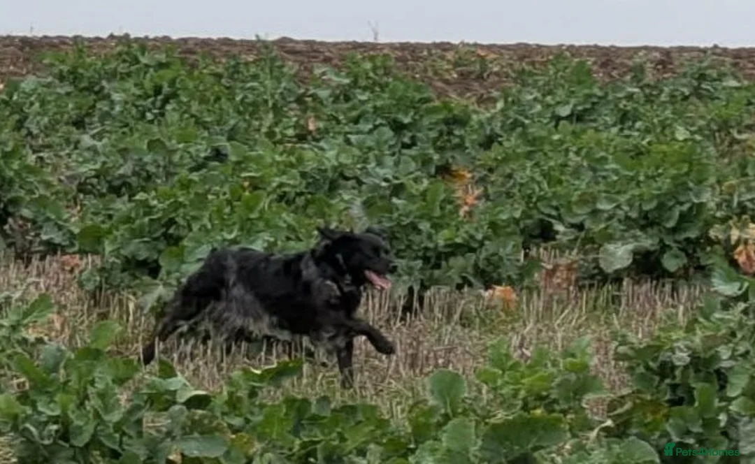 Brittany Spaniel dogs for sale: Brittany bitch - Advert 2