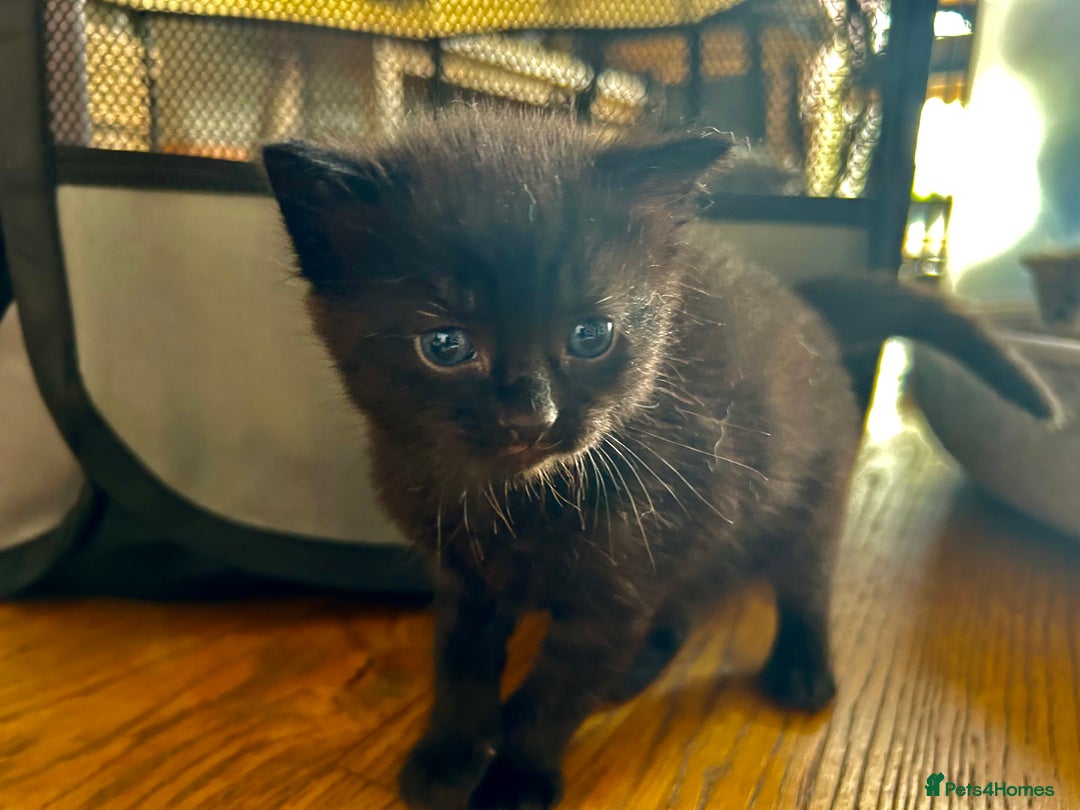Maine Coon cats for sale: Maine coon cross kittens  - Image 16