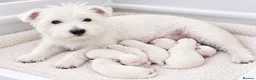 West Highland Terrier dogs for sale: KC WestHighland White Pups - READY NOW - Advert 2