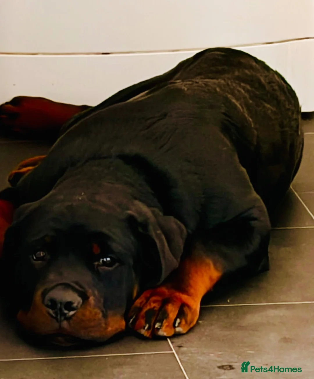 Rottweiler dogs for sale: Stunning boy  - Advert 2