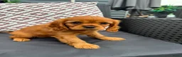 Cavalier King Charles Spaniel dogs for sale: 8 Cavalier King Charles puppies - Advert 3
