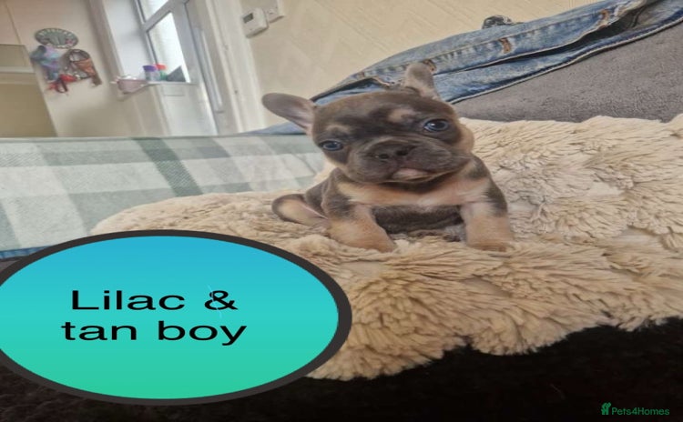 French Bulldog dogs - Advert 3