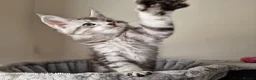 Maine Coon cats for sale: Licensed breeder-maine coon kittens - Advert 24