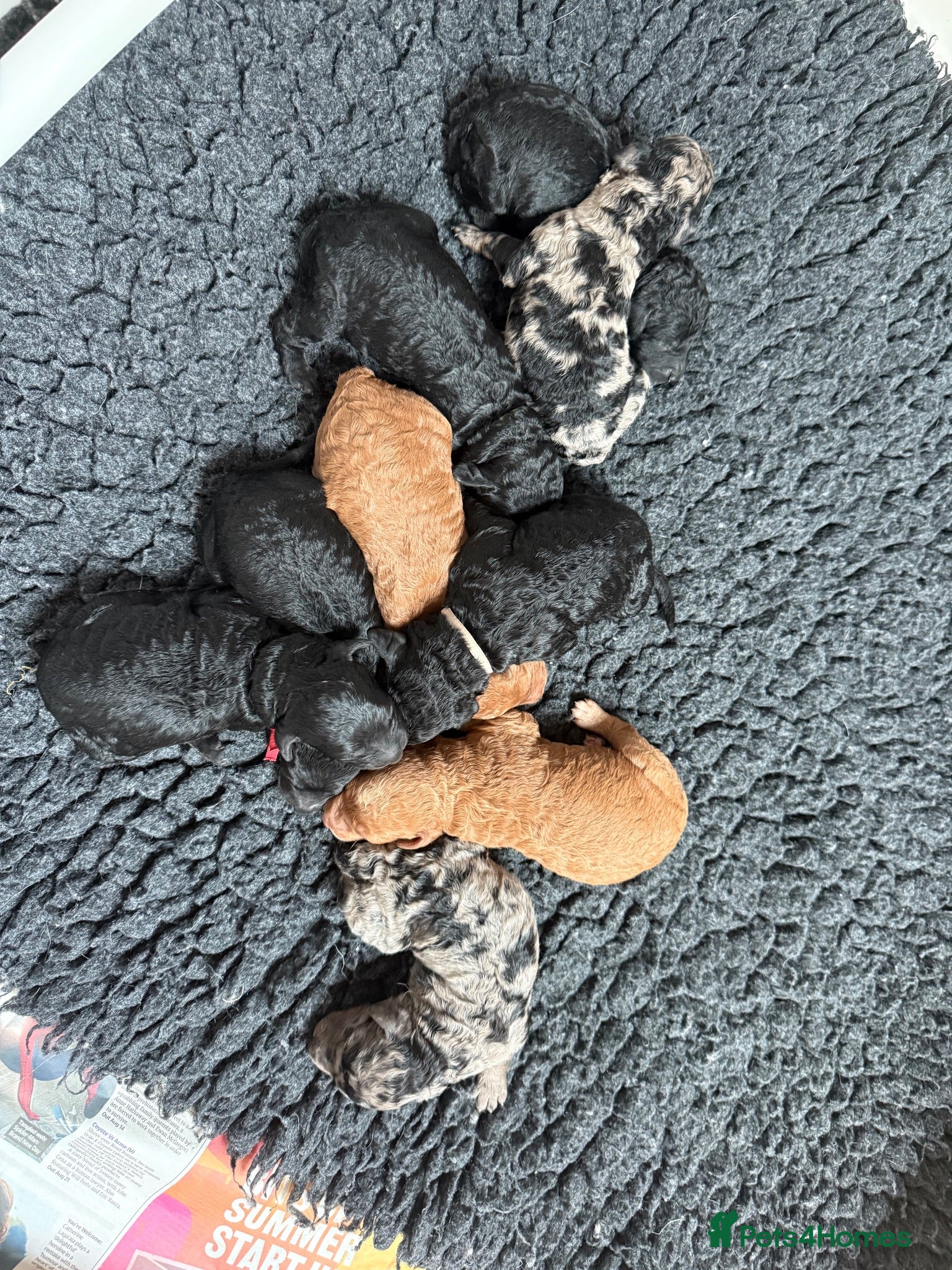Labradoodle dogs Our Therapy Dog has had a gorgeous litter - Advert 2