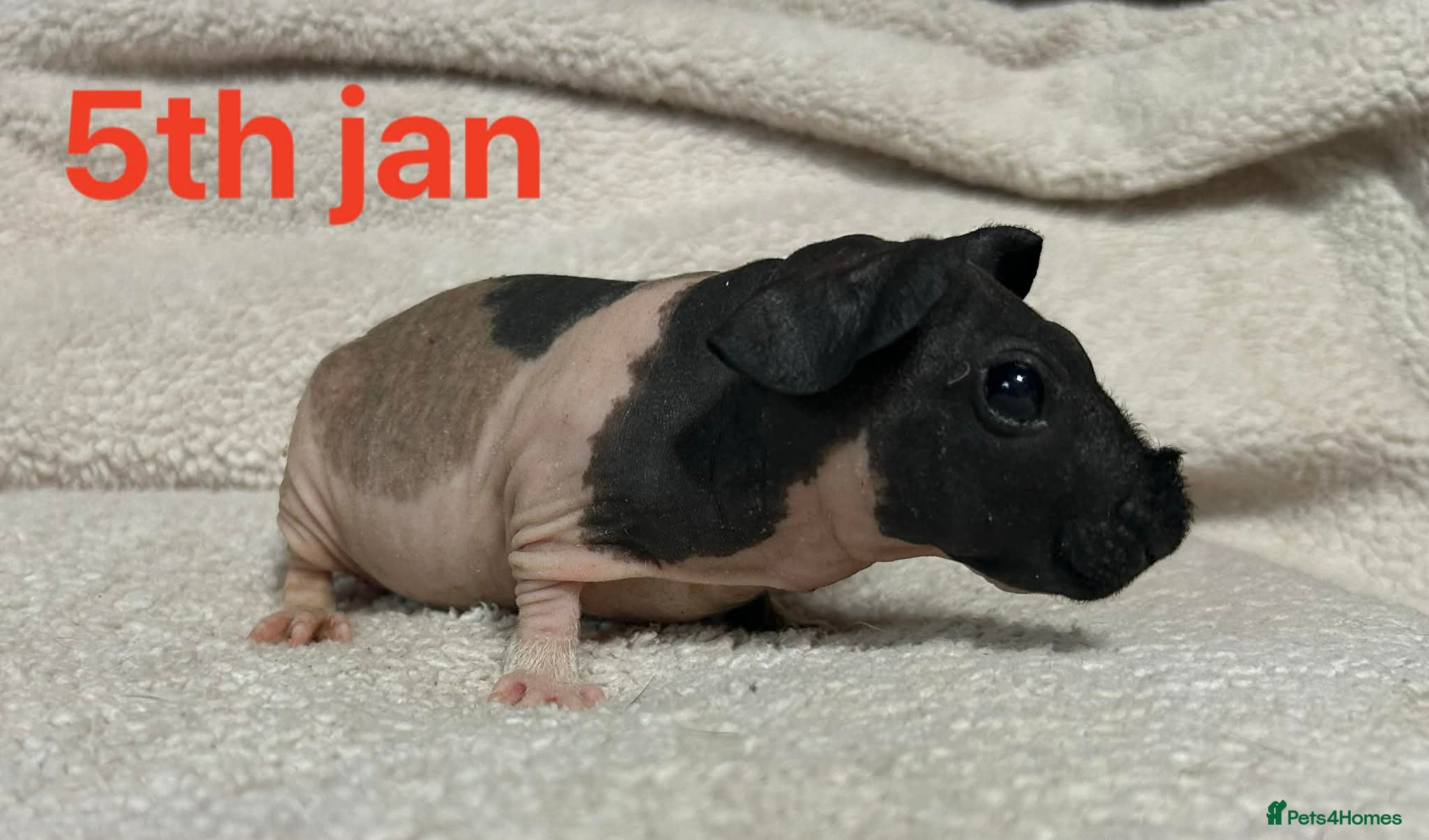 Guinea Pig rodents Skinny Pig Boars. Ready to Leave/Reserve Now.  - Advert 9