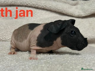 Guinea Pig rodents Skinny Pig Boars. Ready to Leave/Reserve Now. - Advert 9