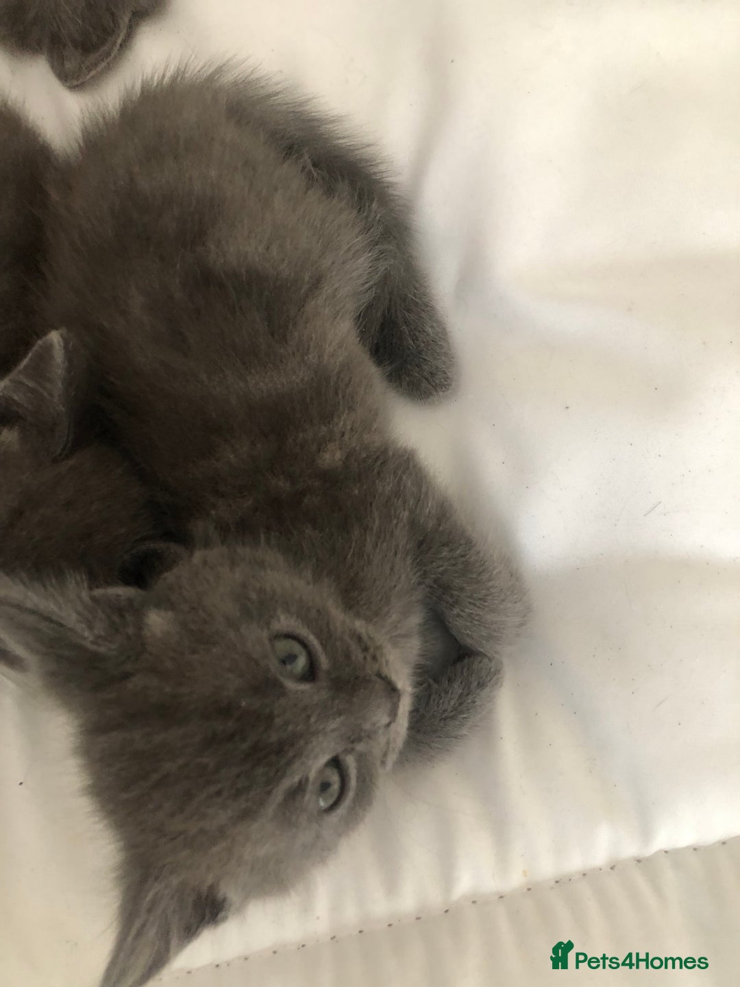 British Shorthair cats for sale: Shorthair x Maincoon kittens for sale - Image 11