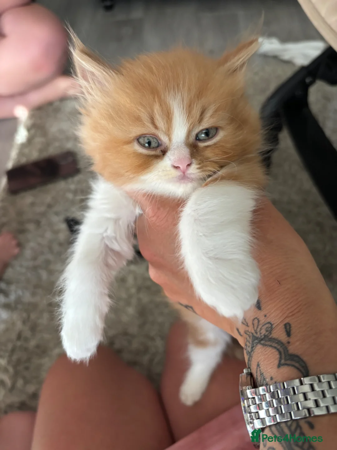 Mixed Breed cats for sale: Beautiful baby kittens  - Advert 2