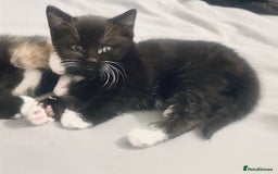 Mixed Breed cats for sale: Delightful mix-breed Siamese-black tabby-kittens - Image 18