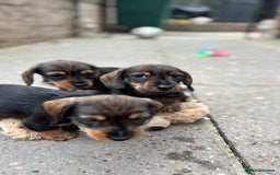 Dachshund dogs for sale: READY NOW ABSOLUTELY GORGEOUS MINI DACHSHUNDS  - Image 10