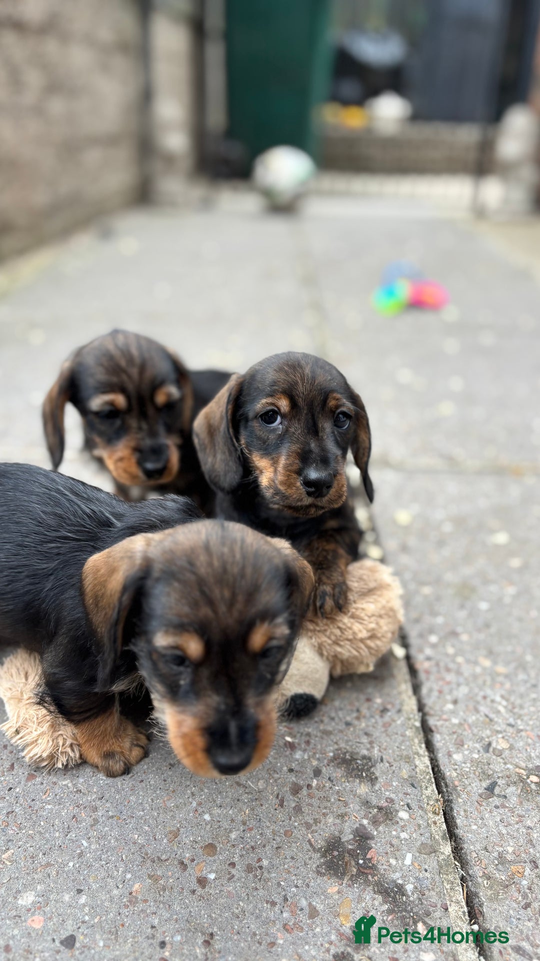 Dachshund dogs for sale: READY NOW ABSOLUTELY GORGEOUS MINI DACHSHUNDS  - Image 10