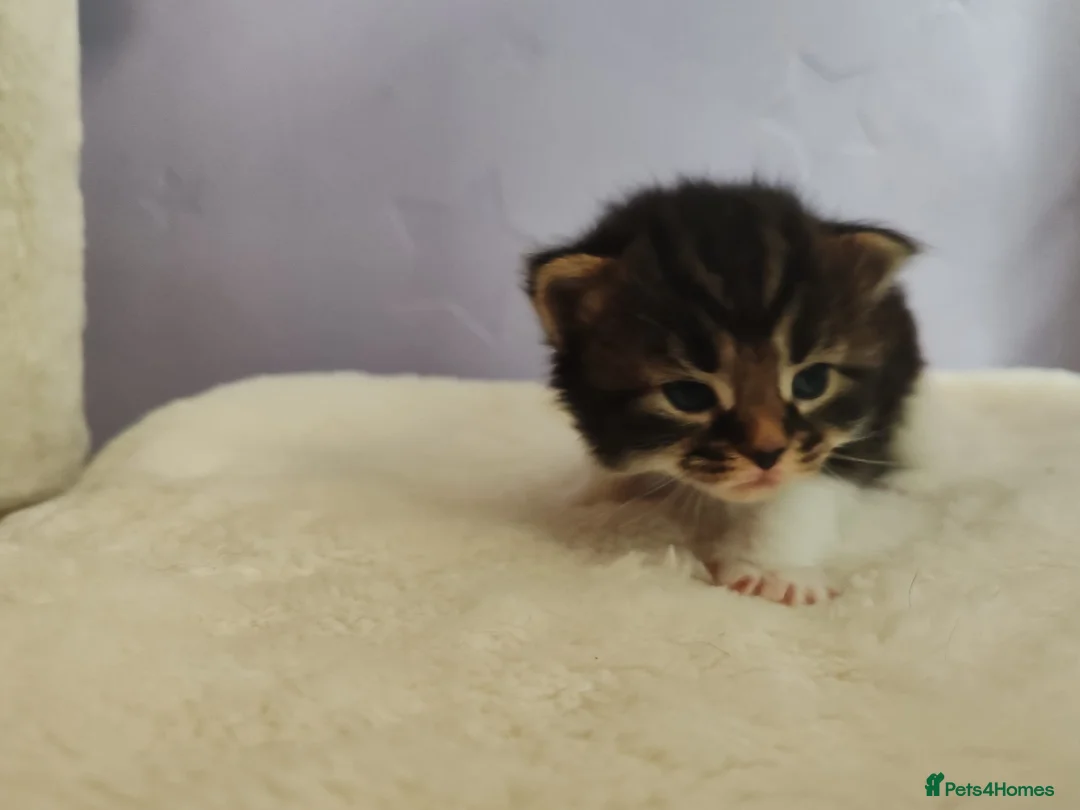 Maine Coon cats for sale: Gorgeous maine coon cross kittens - Advert 13