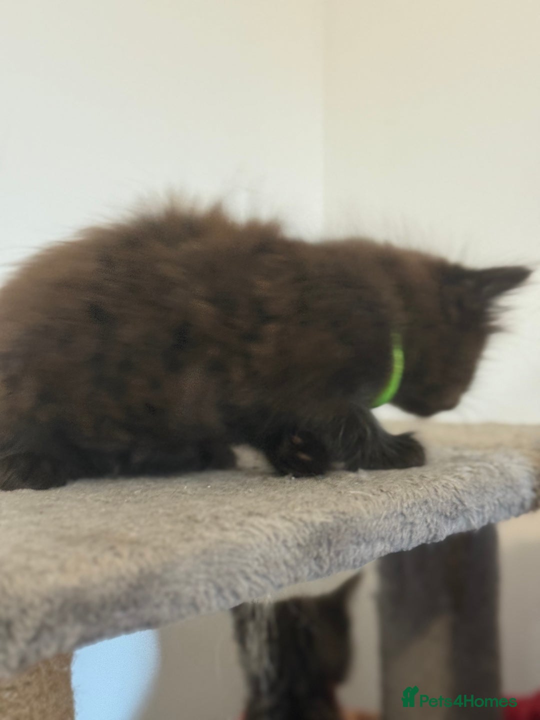 British Longhair cats for sale:  British longhair kittens 3 male 1 female  - Image 20