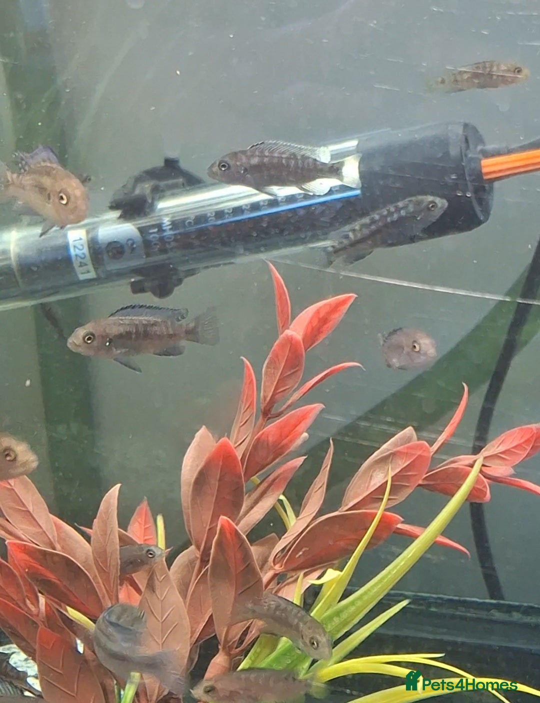 Cichlids fish for sale: Hybrid juvenile malawi cichlids  in Rushden - Image 3