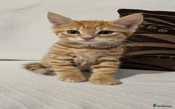 Mixed Breed cats for sale: Playful Bengal Kittens - Advert 13