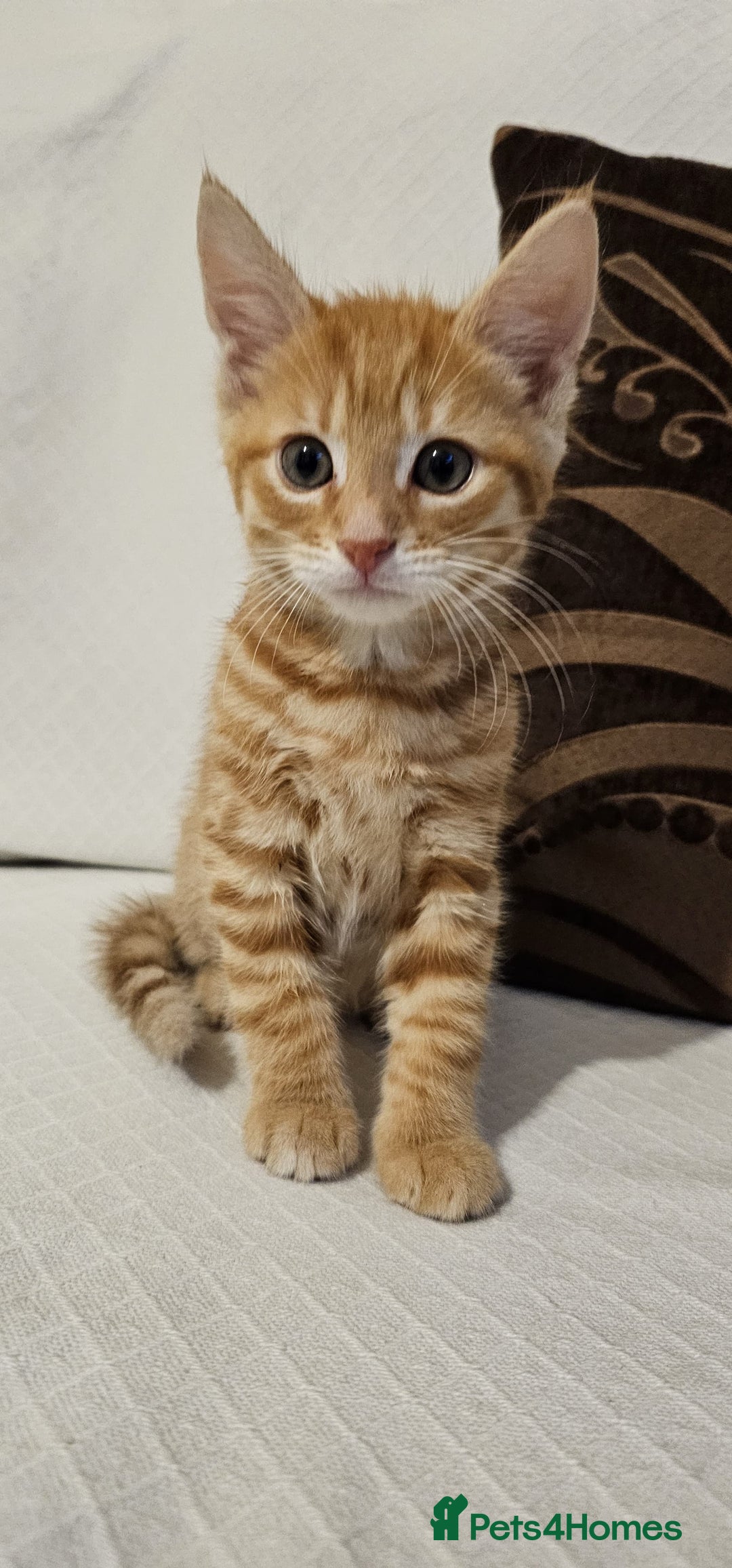 Mixed Breed cats for sale: Playful Bengal Kittens - Advert 13