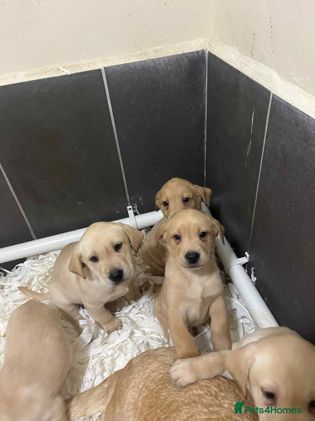 Labrador Retriever dogs for sale: Beautiful Labrador puppies  - Advert 2