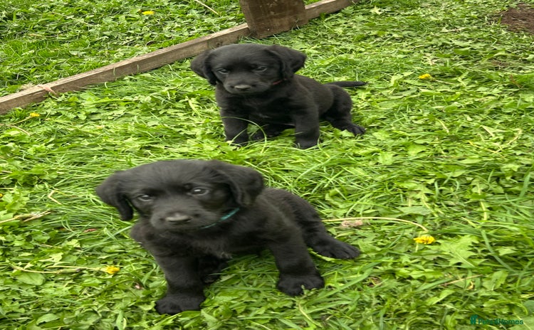 Labradoodle dogs - Advert 1