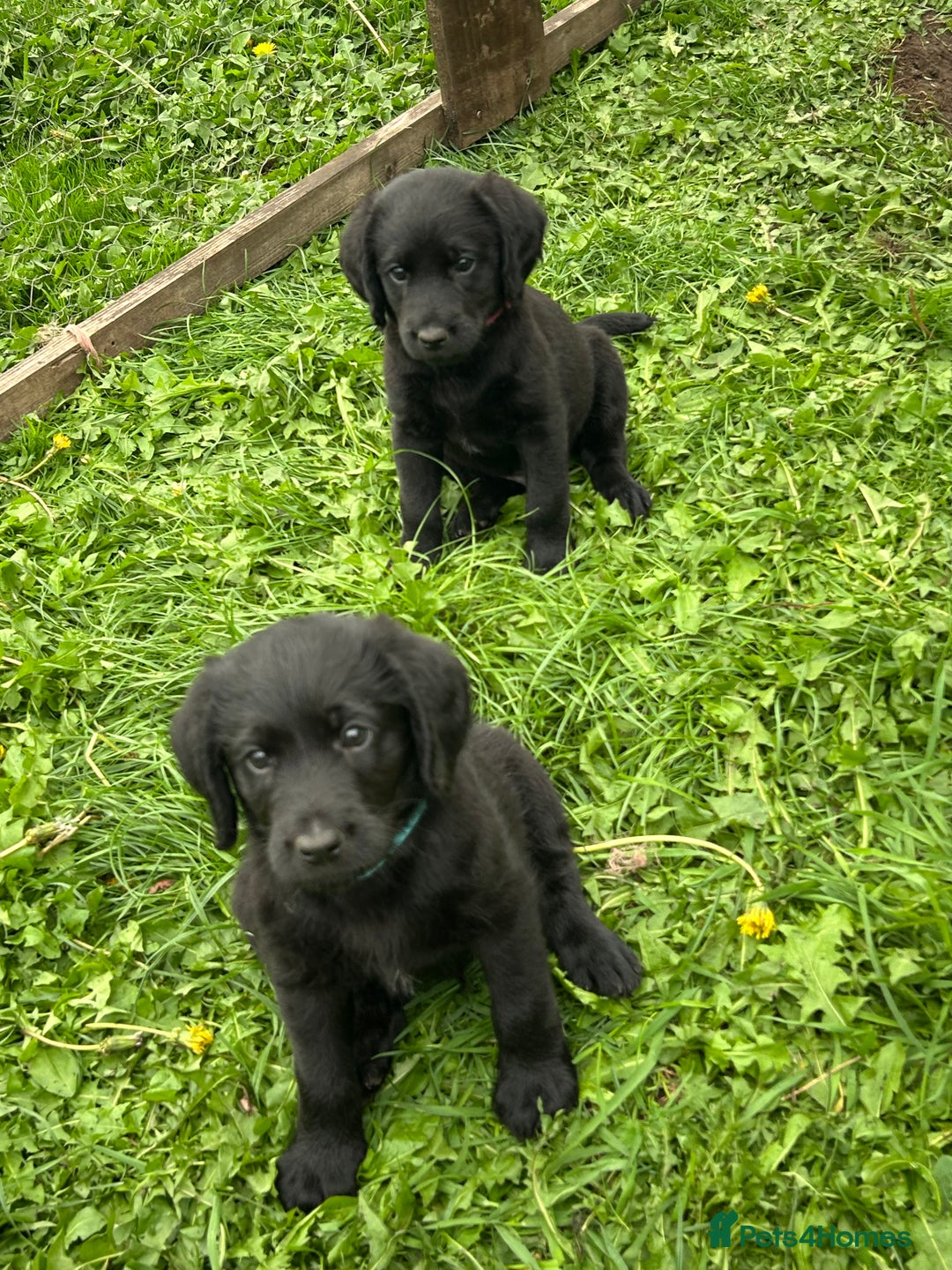Labradoodle dogs for sale: Ready to go! Fantastic F1 Labradoodles (black) - Image 1