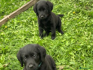 Labradoodle dogs - Advert 1