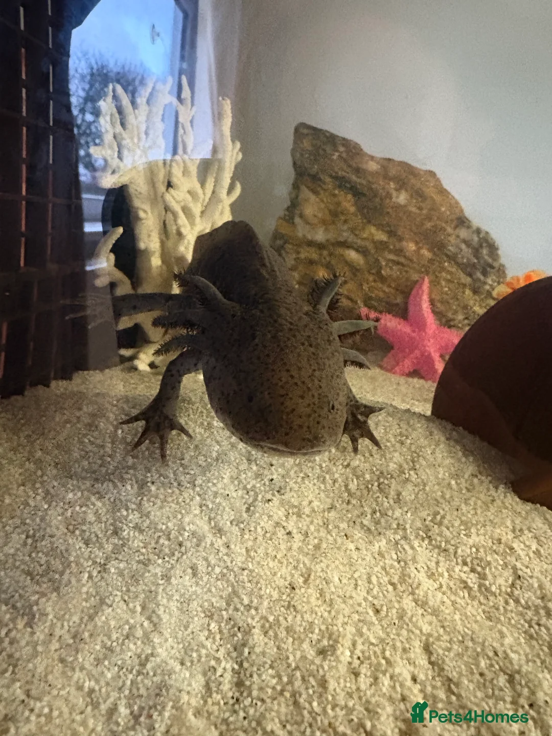 Axolotl reptiles for sale: Golden and wild axolotl  - Advert 2