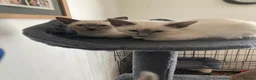 Siamese cats for sale: Ragamise kittens  - Advert 3