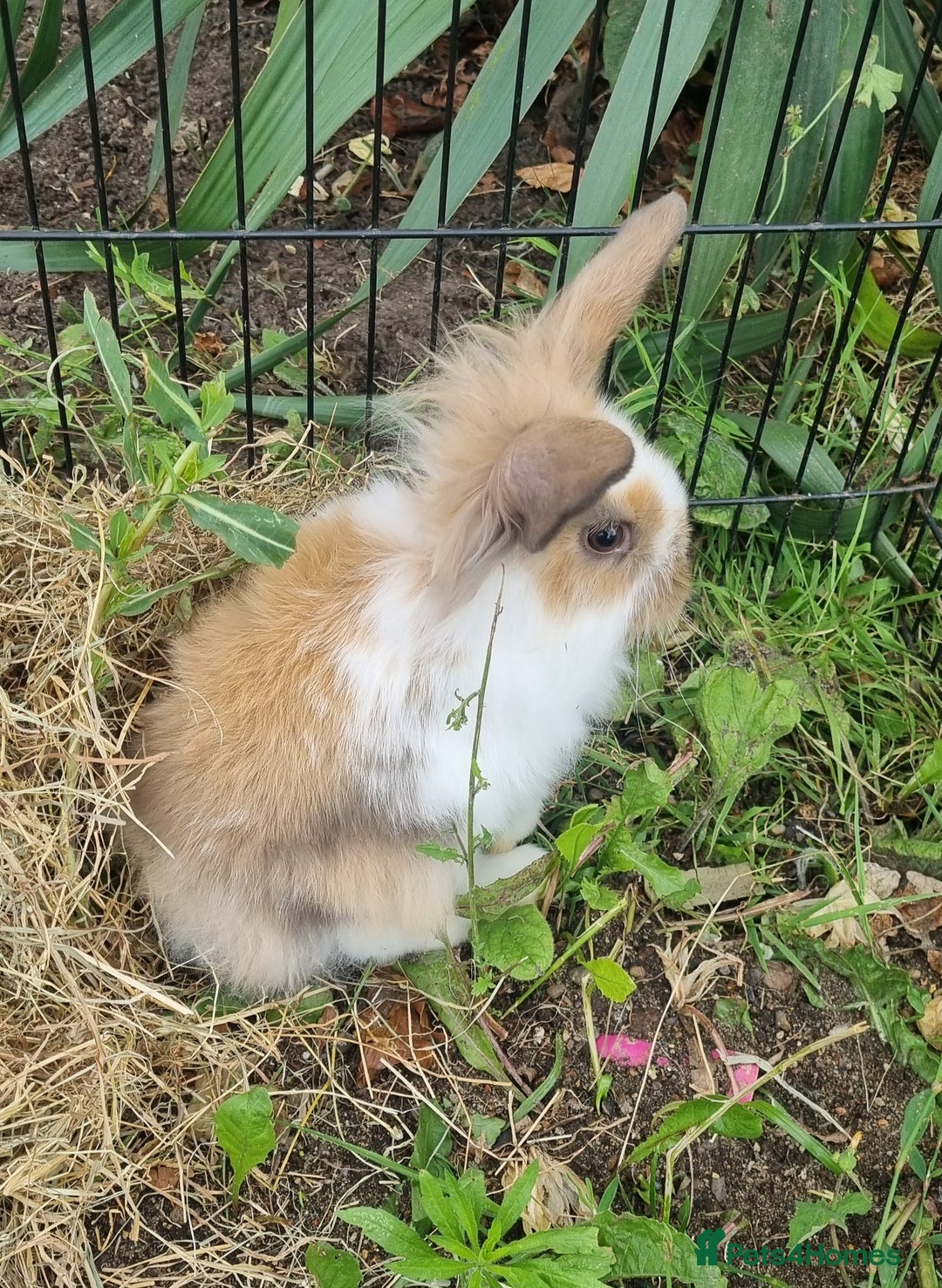 Mini Lion Lop rabbits for sale: Male mini lion lop - Image 9