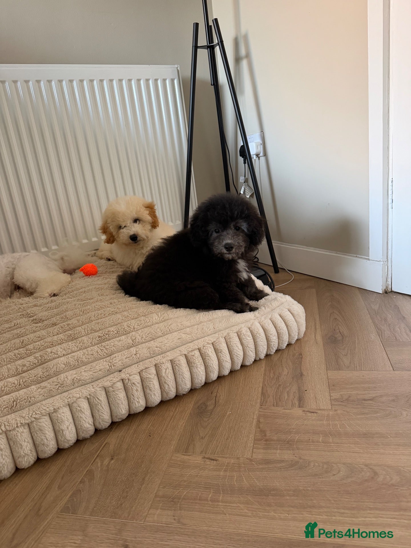 Poochon dogs for sale: Beautiful silver health tested Poochon  - Advert 2