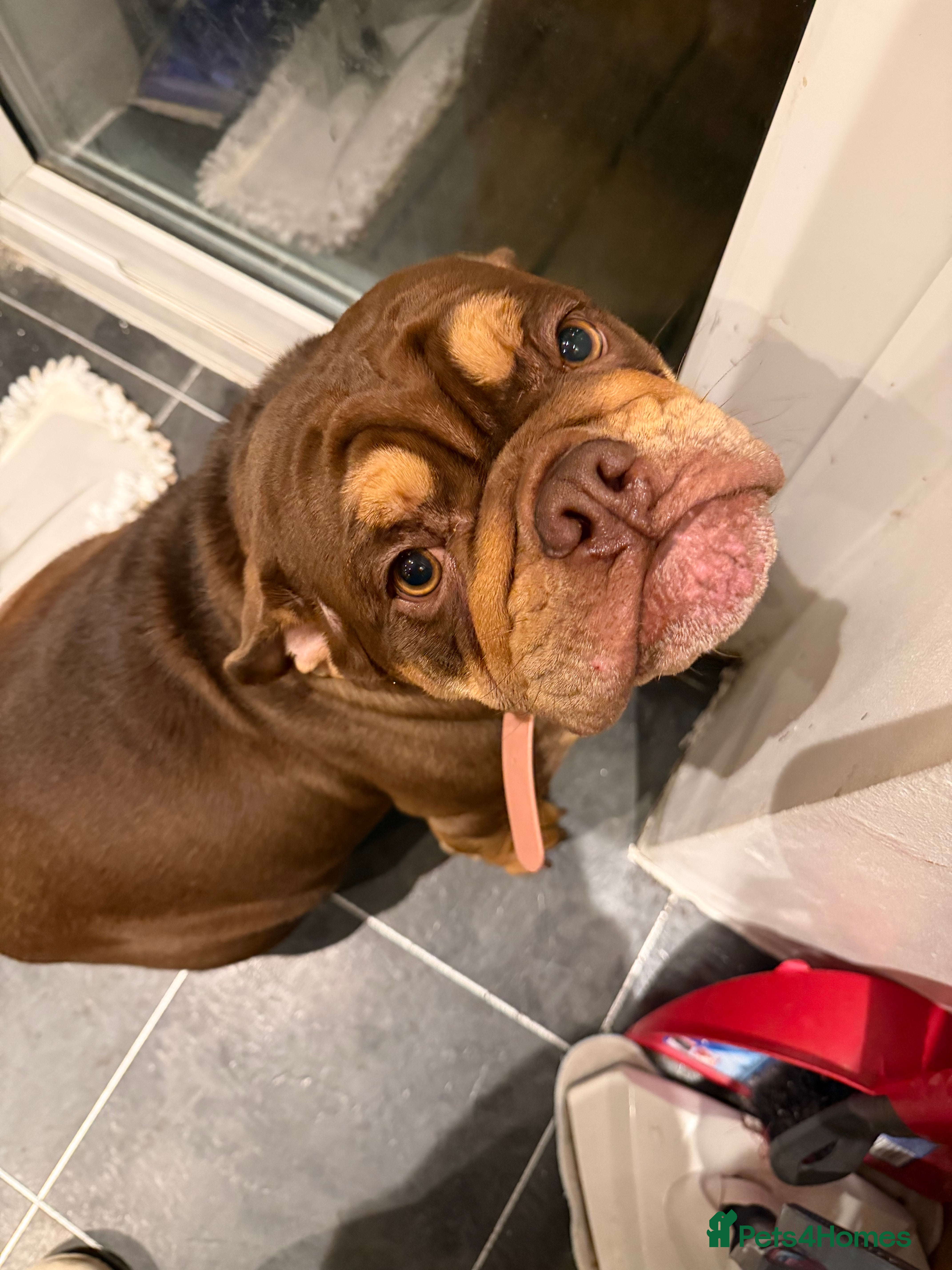 English Bulldog dogs Beautiful chocolate brown English bulldog  - Advert 6