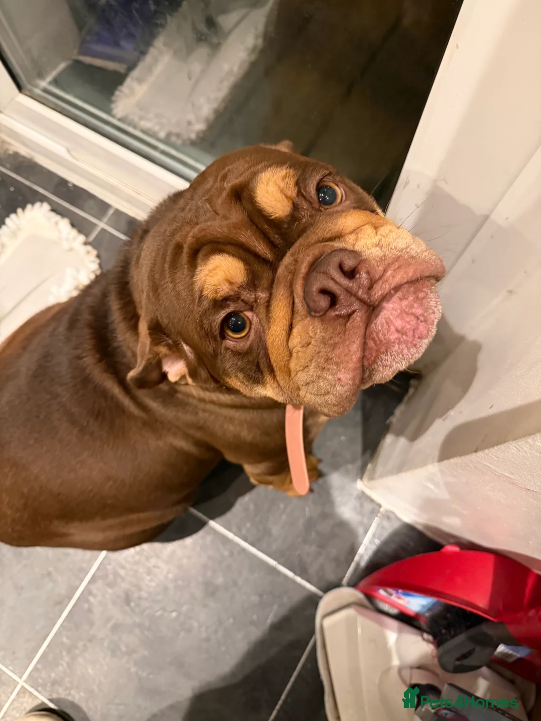 English Bulldog dogs for sale: Beautiful chocolate brown English bulldog  - Advert 1