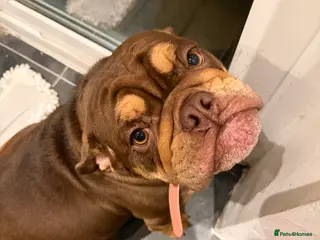 English Bulldog dogs Beautiful chocolate brown English bulldog - Advert 4