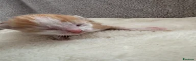Mixed Breed Kitten 2