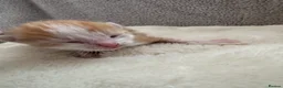 Mixed Breed cats for sale: Kittens - Advert 12