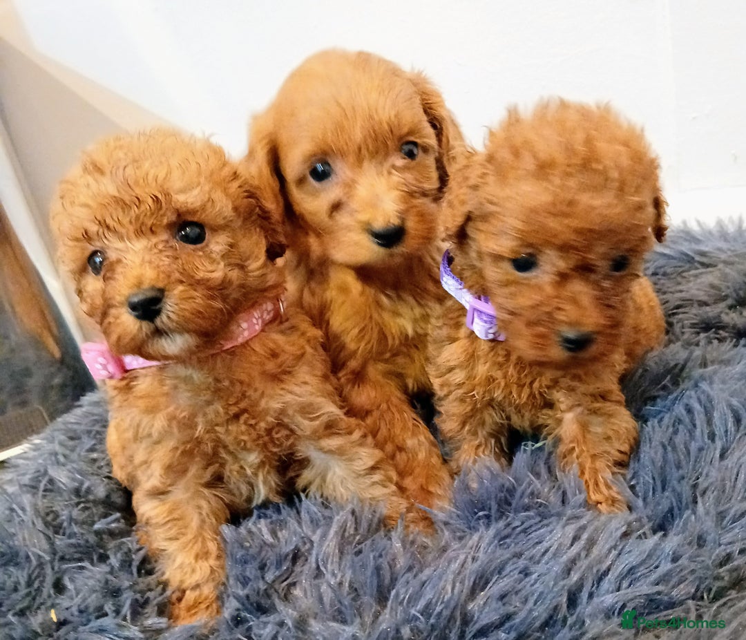 Cockapoo dogs for sale: Stunning red F1B cockapoo puppies  - Advert 3