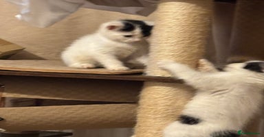 Mixed Breed cats Three lovely short haired kittens - Advert 2