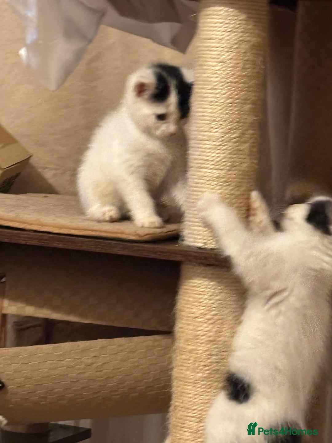 Mixed Breed cats for sale: Three lovely short haired kittens - Advert 3